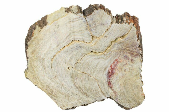 Polished Neoarchean Stromatolite Fossil - Western Australia #180118